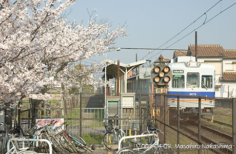 甘露寺前駅の桜