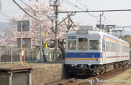 貴志駅の桜