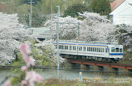 大池遊園の桜