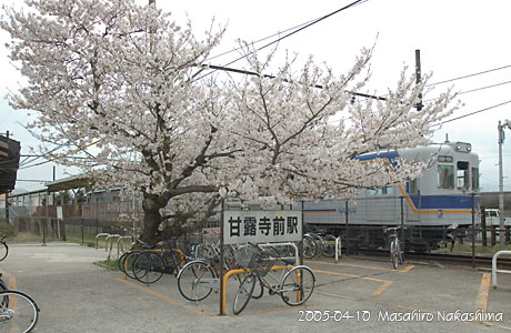 甘露寺前駅の桜